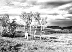 Szary + Sepia