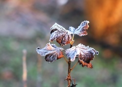 Oryginalny obrazek