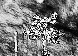 Skamielina