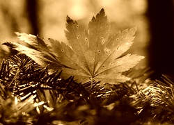 Sepia