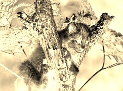 Sepia + Negatyw