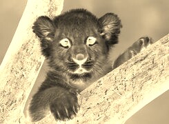 Sepia + Negatyw