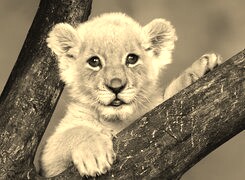 Sepia