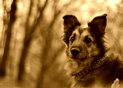 Sepia