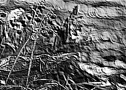 Skamielina
