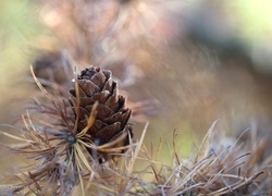Oryginalny obrazek