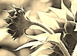 Szary + Sepia