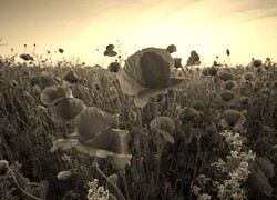 Szary + Sepia