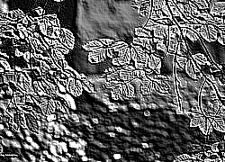 Skamielina