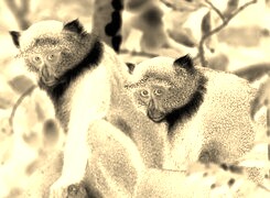 Sepia + Negatyw