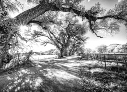 Szary + Sepia