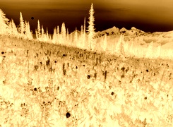 Sepia + Negatyw
