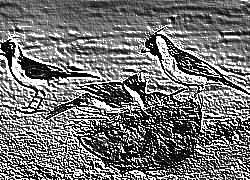 Skamielina