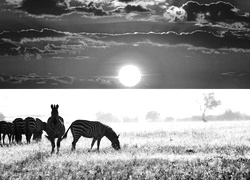 Szary + Sepia