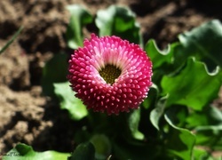 Oryginalny obrazek