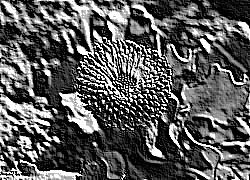 Skamielina