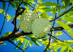 Oryginalny obrazek