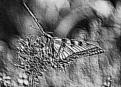 Skamielina