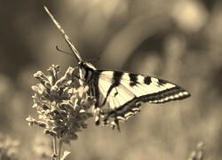 Szary + Sepia