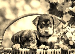 Szary + Sepia