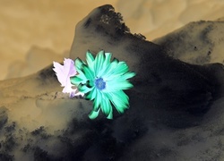 Negatyw