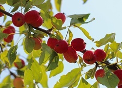 Oryginalny obrazek