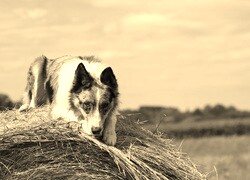 Szary + Sepia