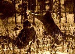 Sepia
