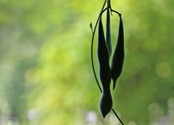 Oryginalny obrazek