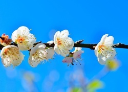 Oryginalny obrazek