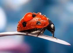 Oryginalny obrazek