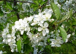 Oryginalny obrazek