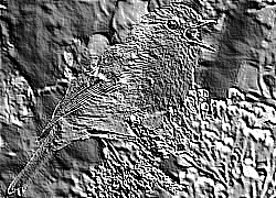 Skamielina