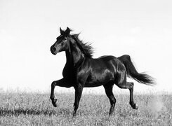 Szary