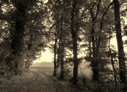 Szary + Sepia