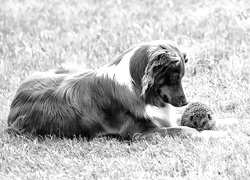 Szary + Sepia