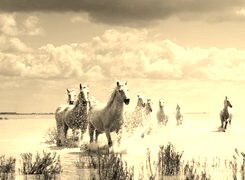 Szary + Sepia