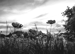 Szary + Sepia