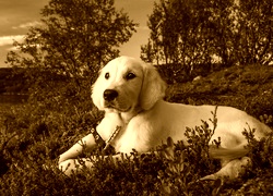 Sepia