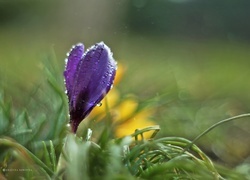 Oryginalny obrazek