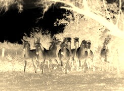 Sepia + Negatyw