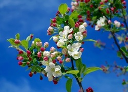 Oryginalny obrazek