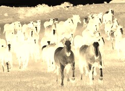 Sepia + Negatyw