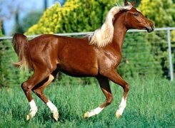 Oryginalny obrazek