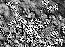 Skamielina