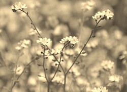 Szary + Sepia