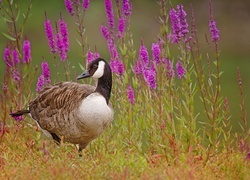 Oryginalny obrazek