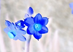 Negatyw