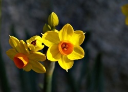 Oryginalny obrazek