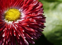 Oryginalny obrazek